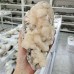 Big Apophyllite Stone Wholesale