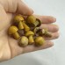 7 Types Mini Mushroom Wholesale