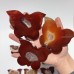 19 Pieces Carnelian Geode Druzy Butterfly Carving