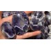 Chevron Amethyst Palm Crystal Wholesale