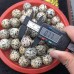 Natural Dalmatian Jasper Quartz Sphere Wholesale