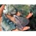 Fluorite Tree Leaf Carving Wholesale