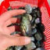 High Quality Dark Labradorite Tumbled Wholesale