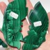 2 Pairs Malachite Butterfly Wing Crystal Carving With Stand