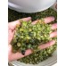 Normal Grade Green Peridot Gravel Chips