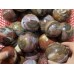 Petrified Wood Sphere Ball Wholesale