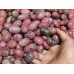 High Quality Rhodonite Tumbled Wholesale