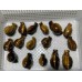 16 Pieces High Quality Tiger Eye Snails Carving