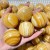 1.3-1.7inch Yellow Calcite Stripe Spheres Wholesale